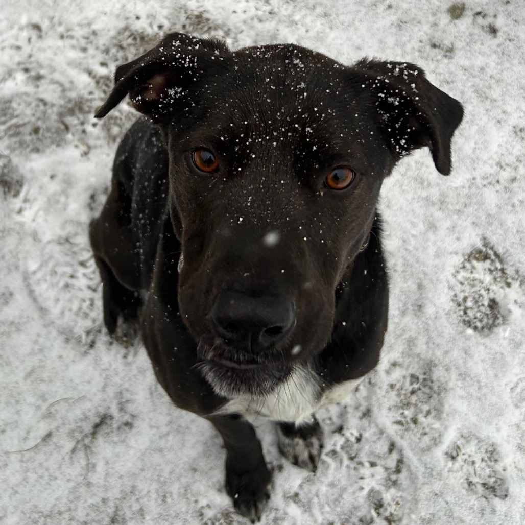 PHILLIE~GRADUATED FROM PAWS-IN-PRISON., photo 11