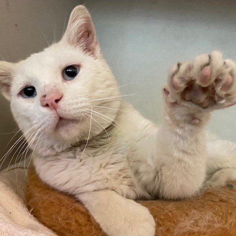 JUDE - Domestic Shorthair available for adoption