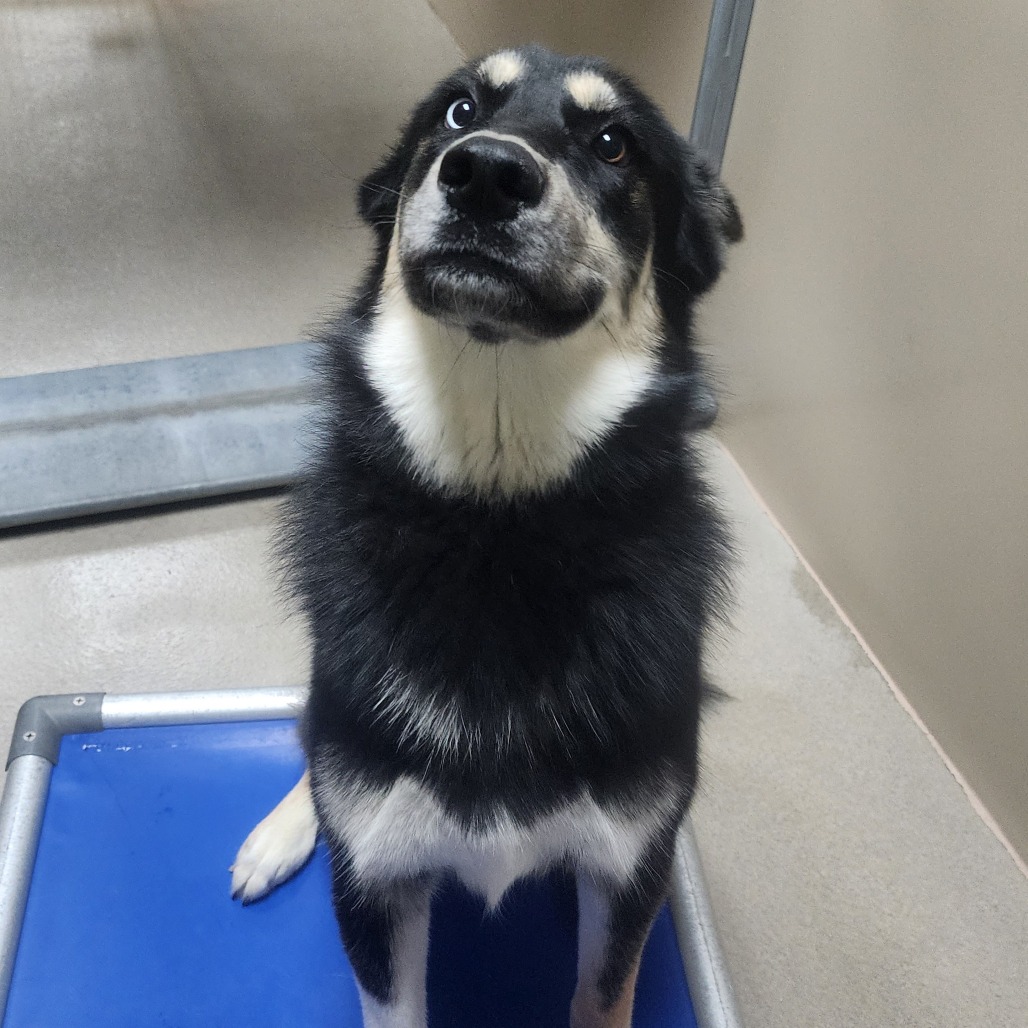 Kennel#4 Amore's preview photo