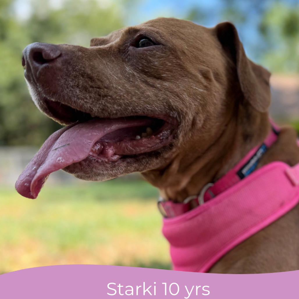 Starki, photo 4