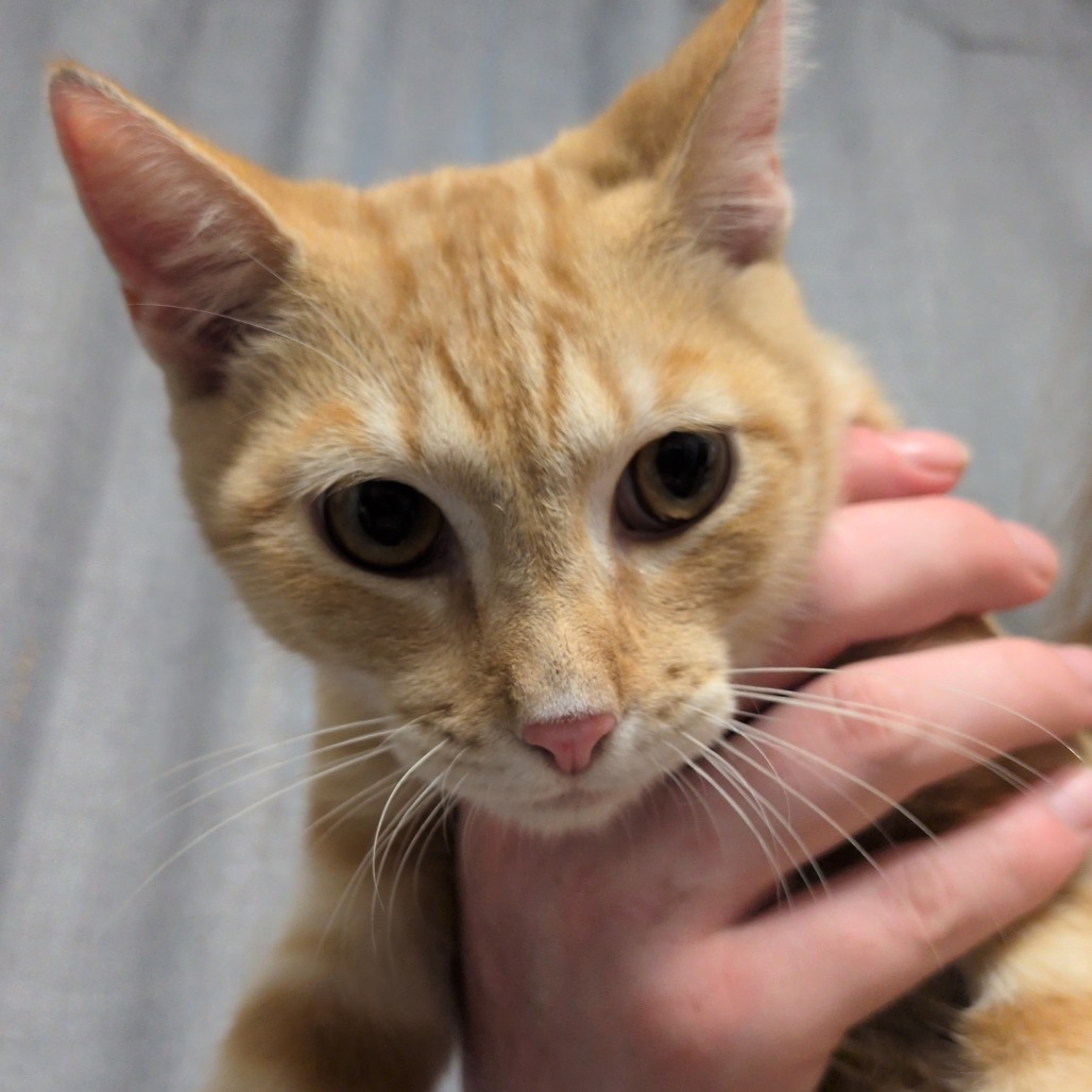 STEVE - Domestic Shorthair / Mix for adoption in Hattiesburg