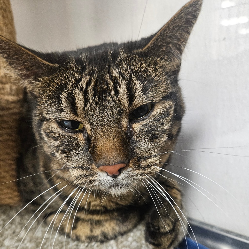 ZOEY - Domestic Shorthair available for adoption