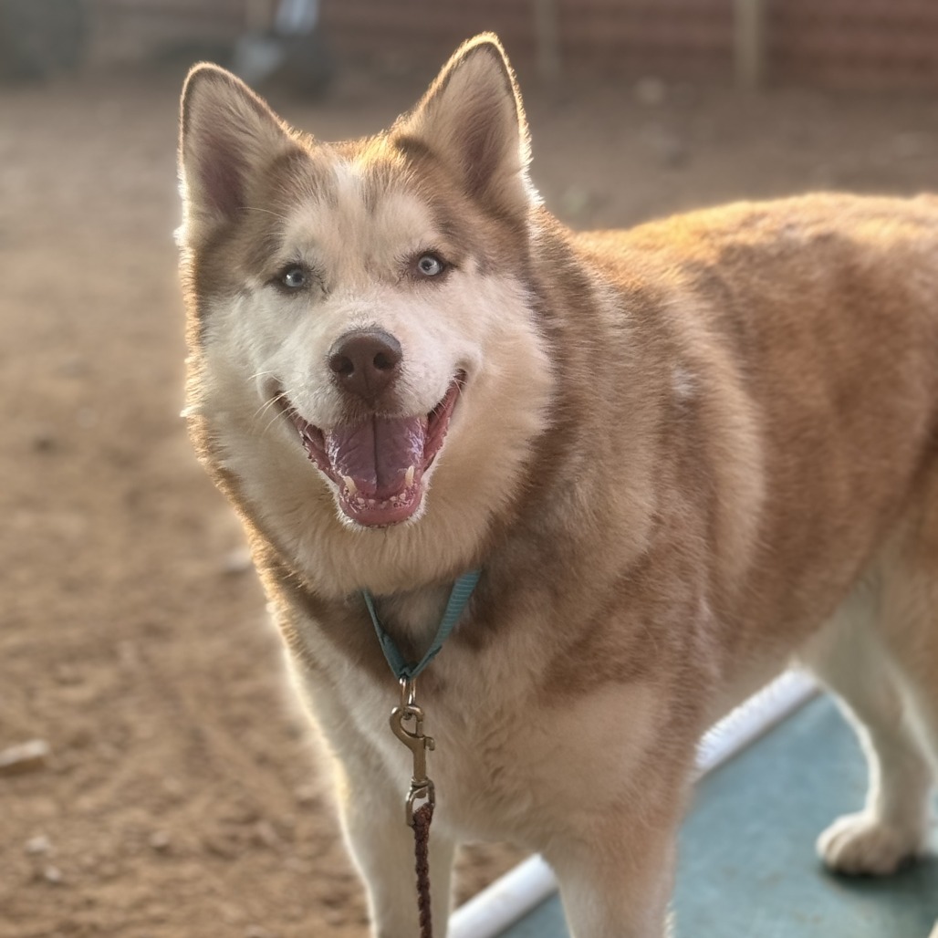 Judd, adoptable senior dog