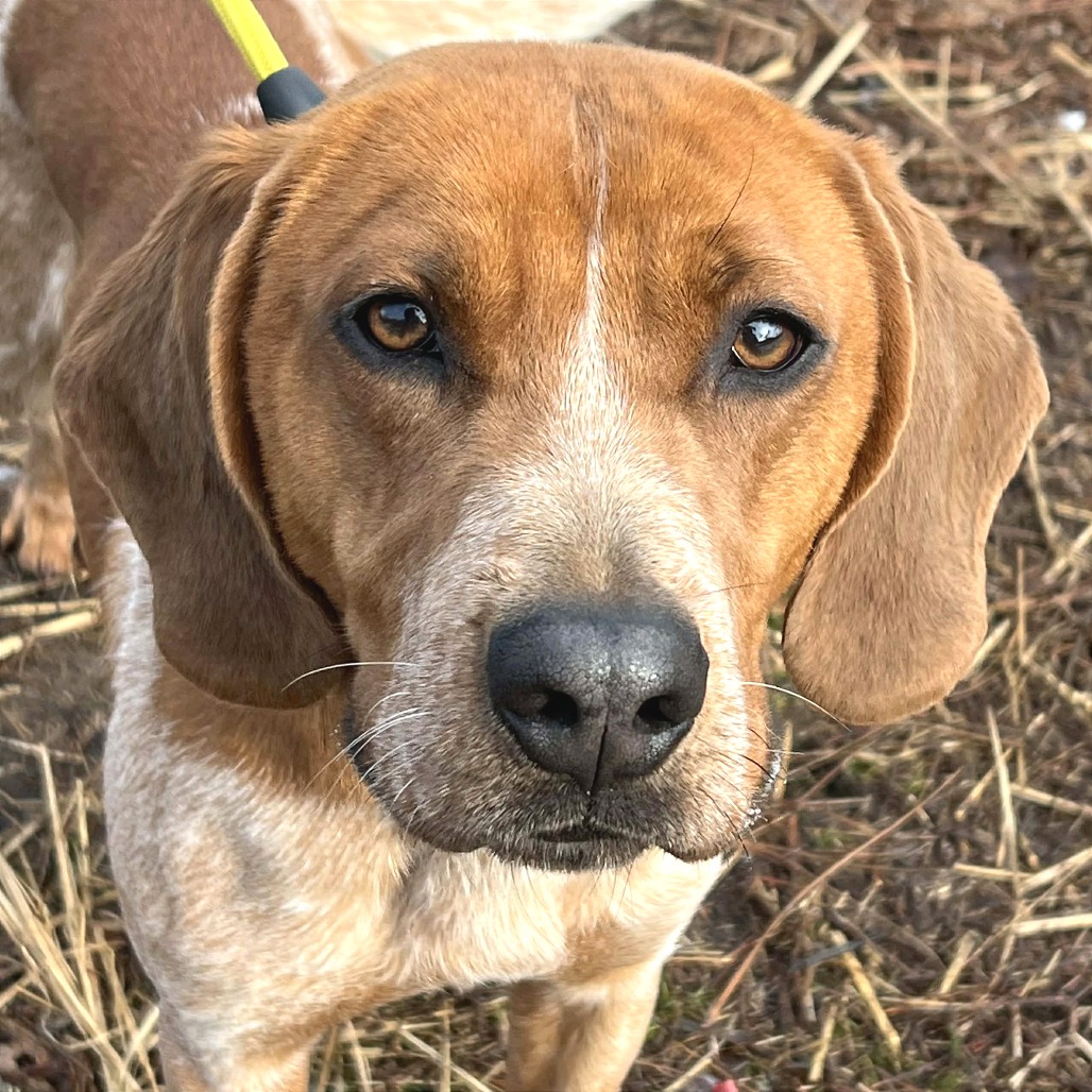 Yoda — thumbnail 3