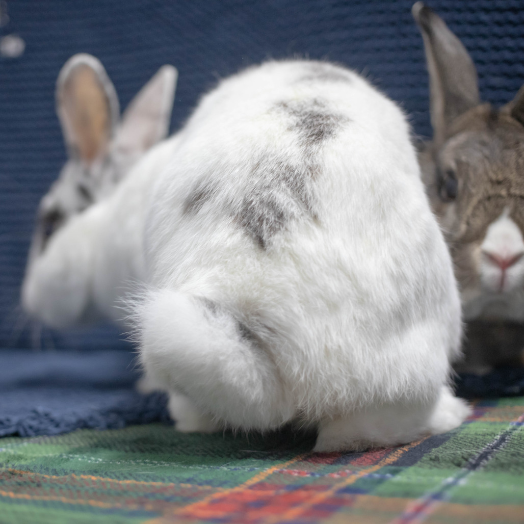 Pippa (bonded to Bowie), photo 8