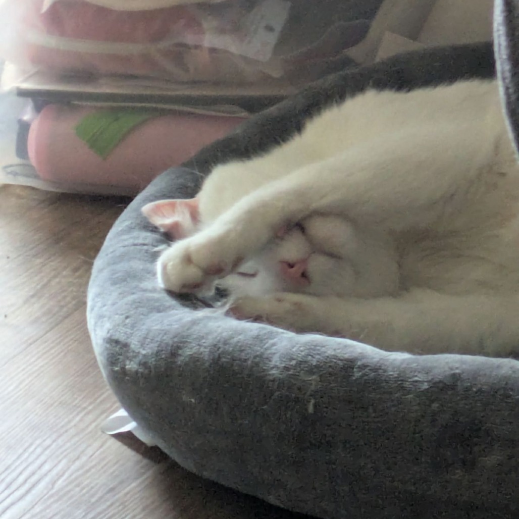 Oreo *Courtesy Post*, photo 4