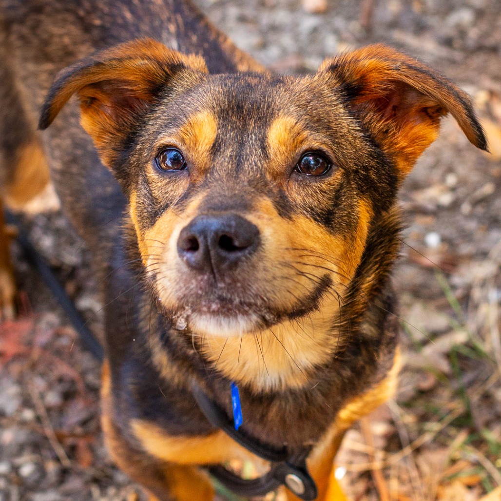 BOSCO - Dachshund / Terrier available for adoption