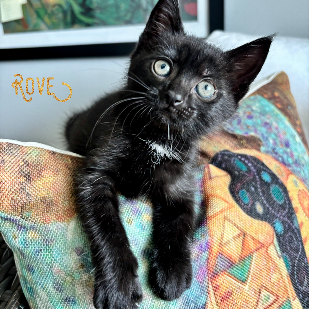 Rove