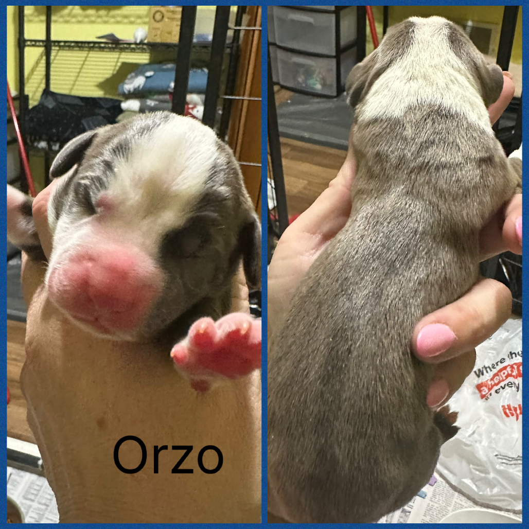 Orzo