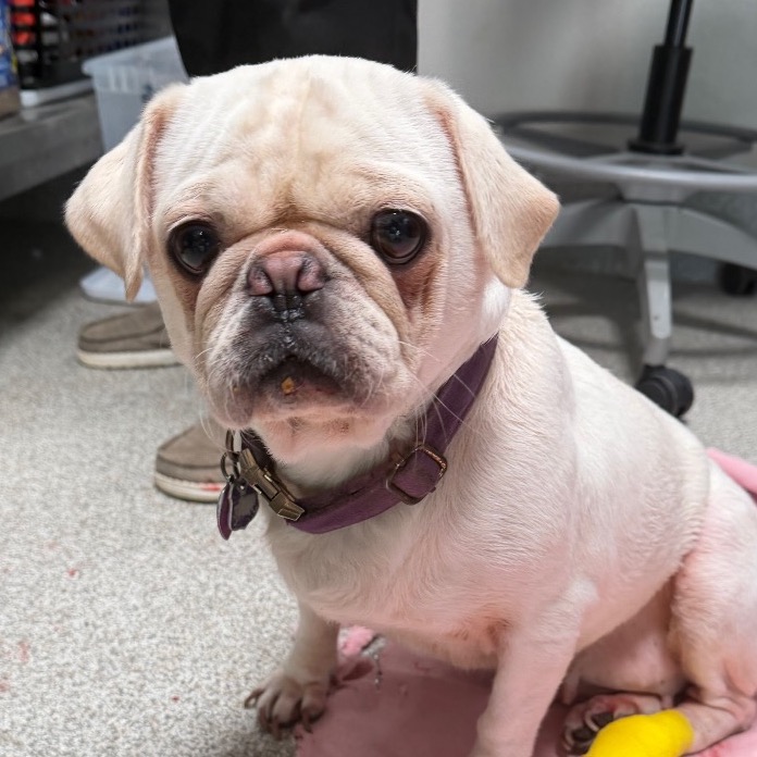 Pug