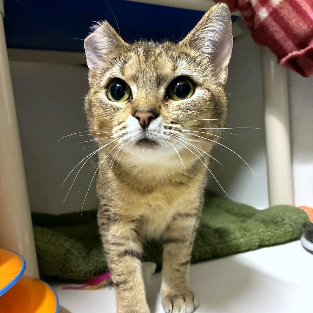 Pearl — thumbnail 3