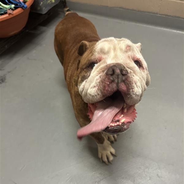 Bulldog