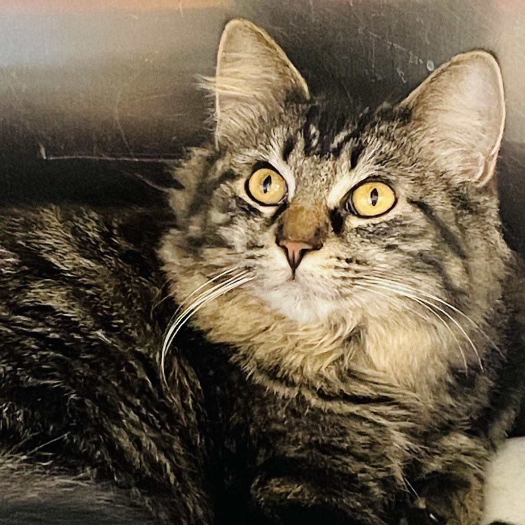 Lulu available through our Foster to Adopt Program, photo 6