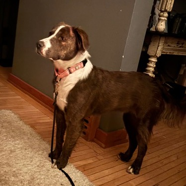 Melia, photo 5