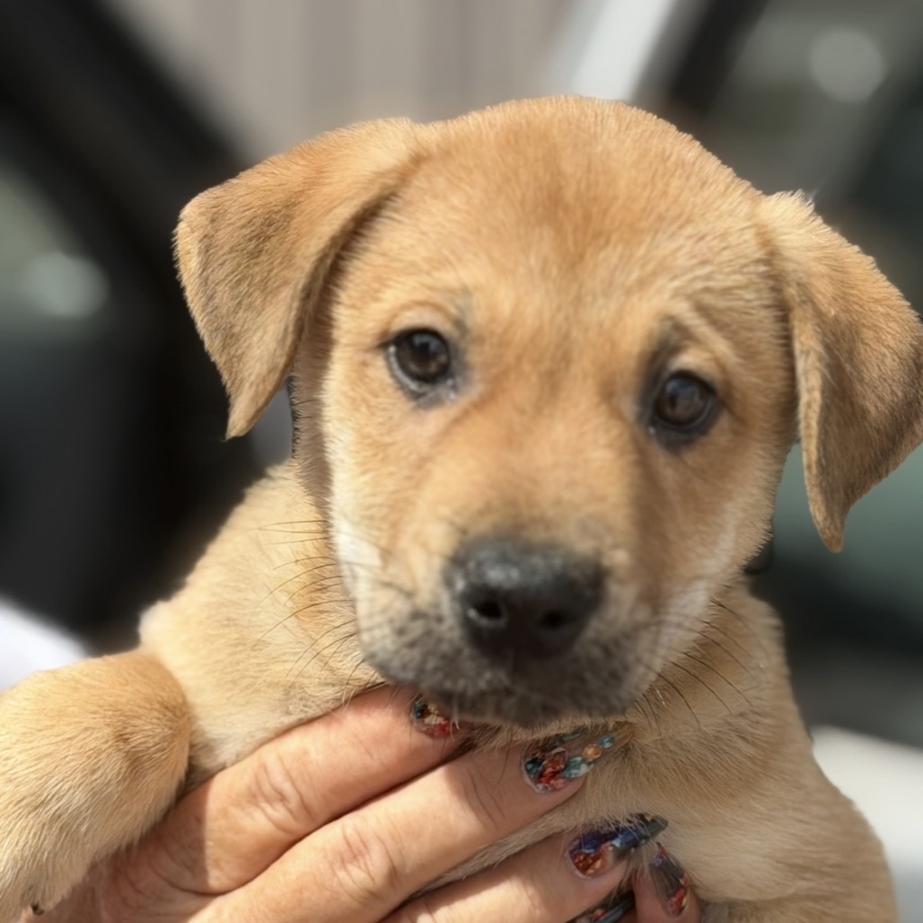 SERENA - Retriever / Labrador available for adoption
