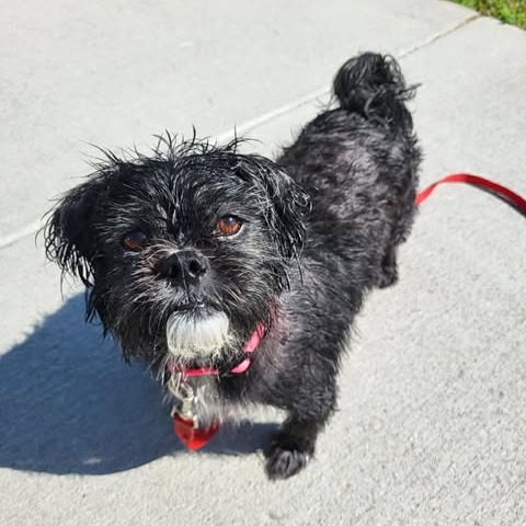 Chewy, photo 15