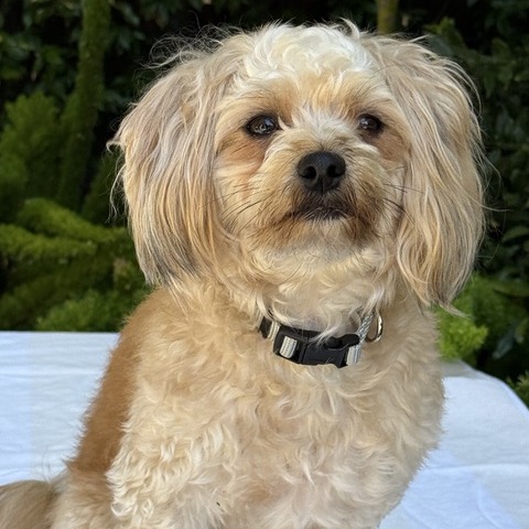 Animal namedCosmo