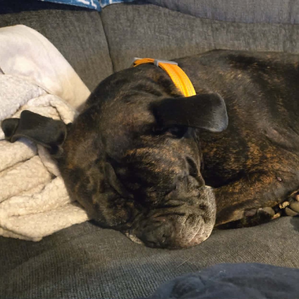 Pepper, photo 7