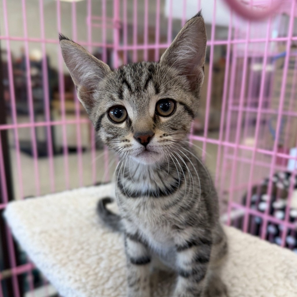 ALBIE BACQUE - Domestic Shorthair available for adoption