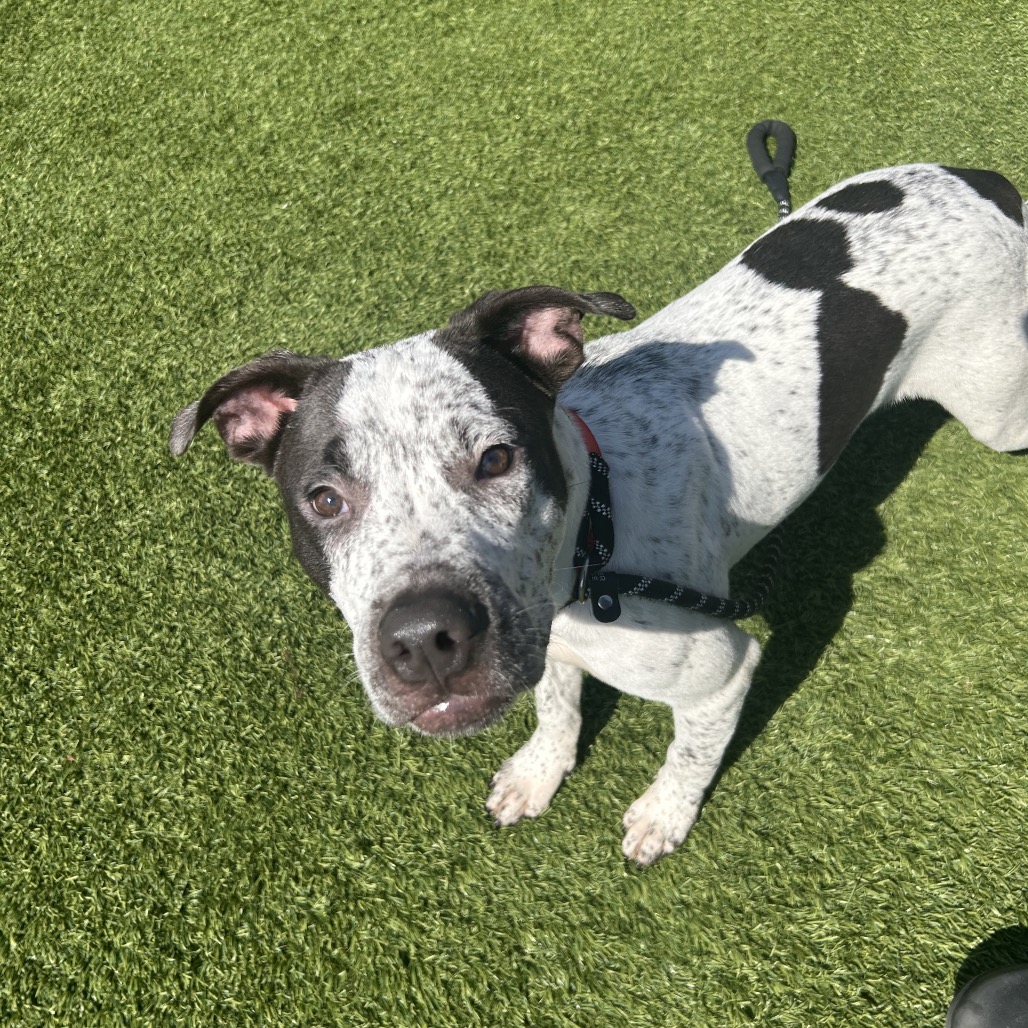 GIDEON - Mixed Breed (Medium) available for adoption