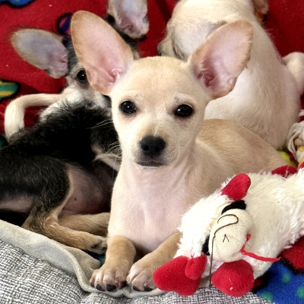 Cooper — thumbnail 4