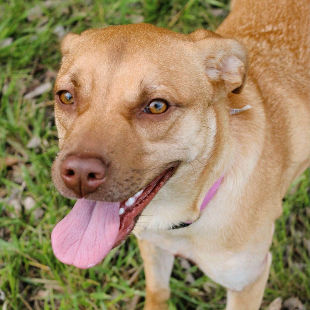 Stella, photo 8