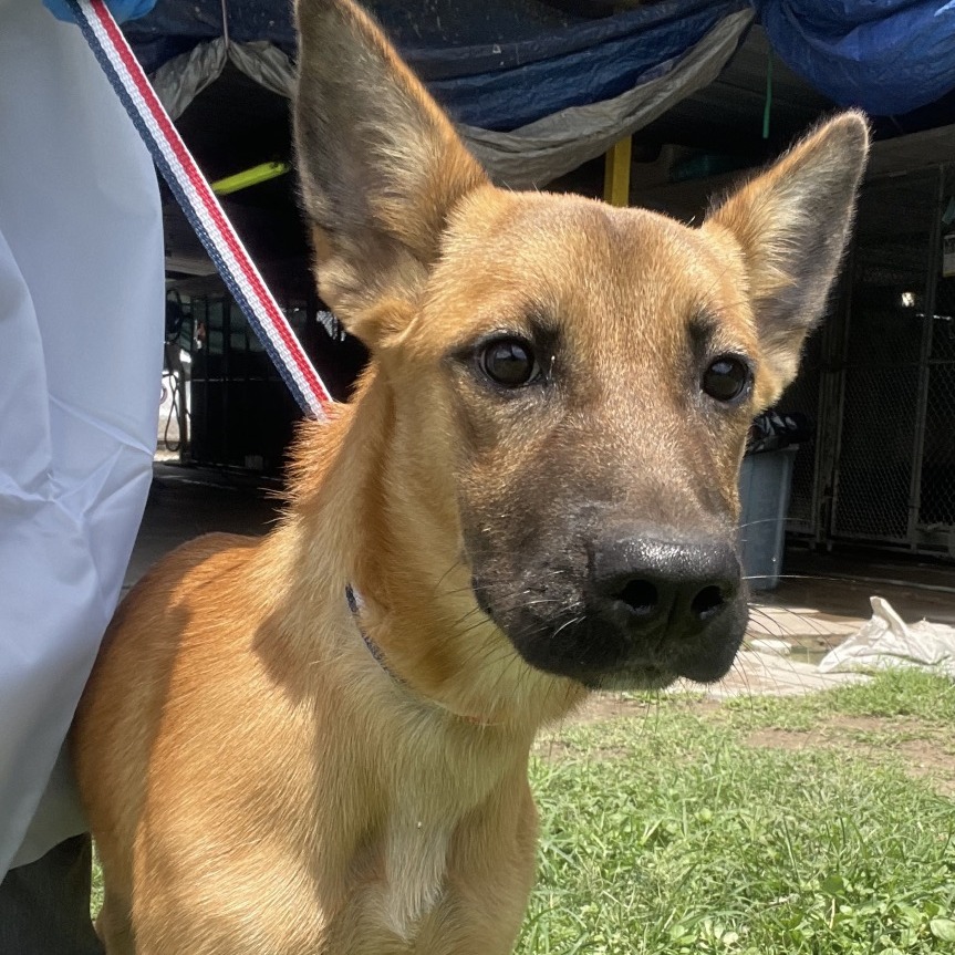 CABANA - Shepherd available for adoption