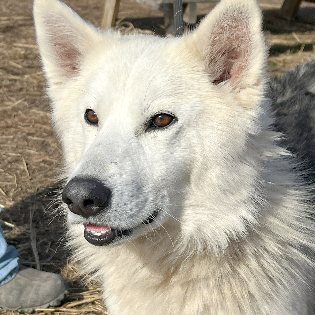 Gordy — thumbnail 5