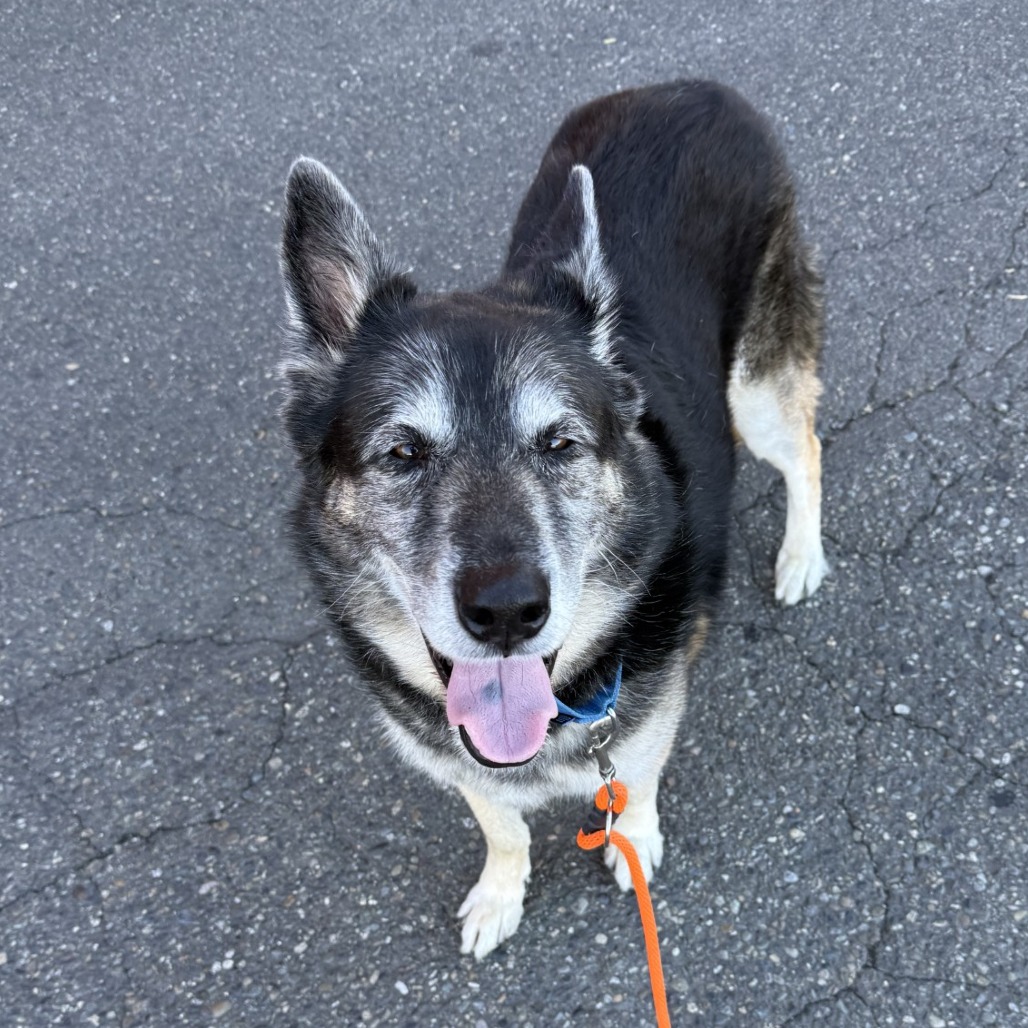 German Shepherd