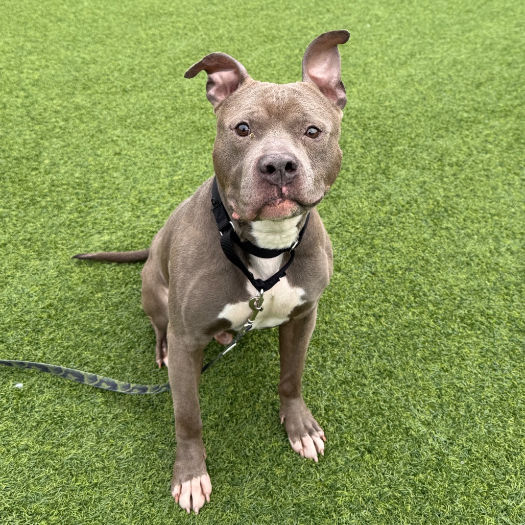 Photo of Blueberry Jam 9