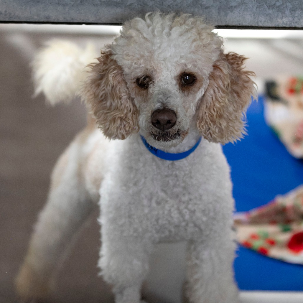 AUSTIN (JY26-56) - Poodle / Poodle available for adoption