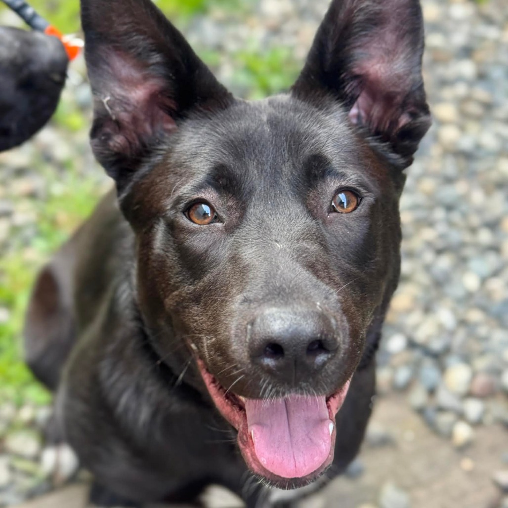 Mixed Breed