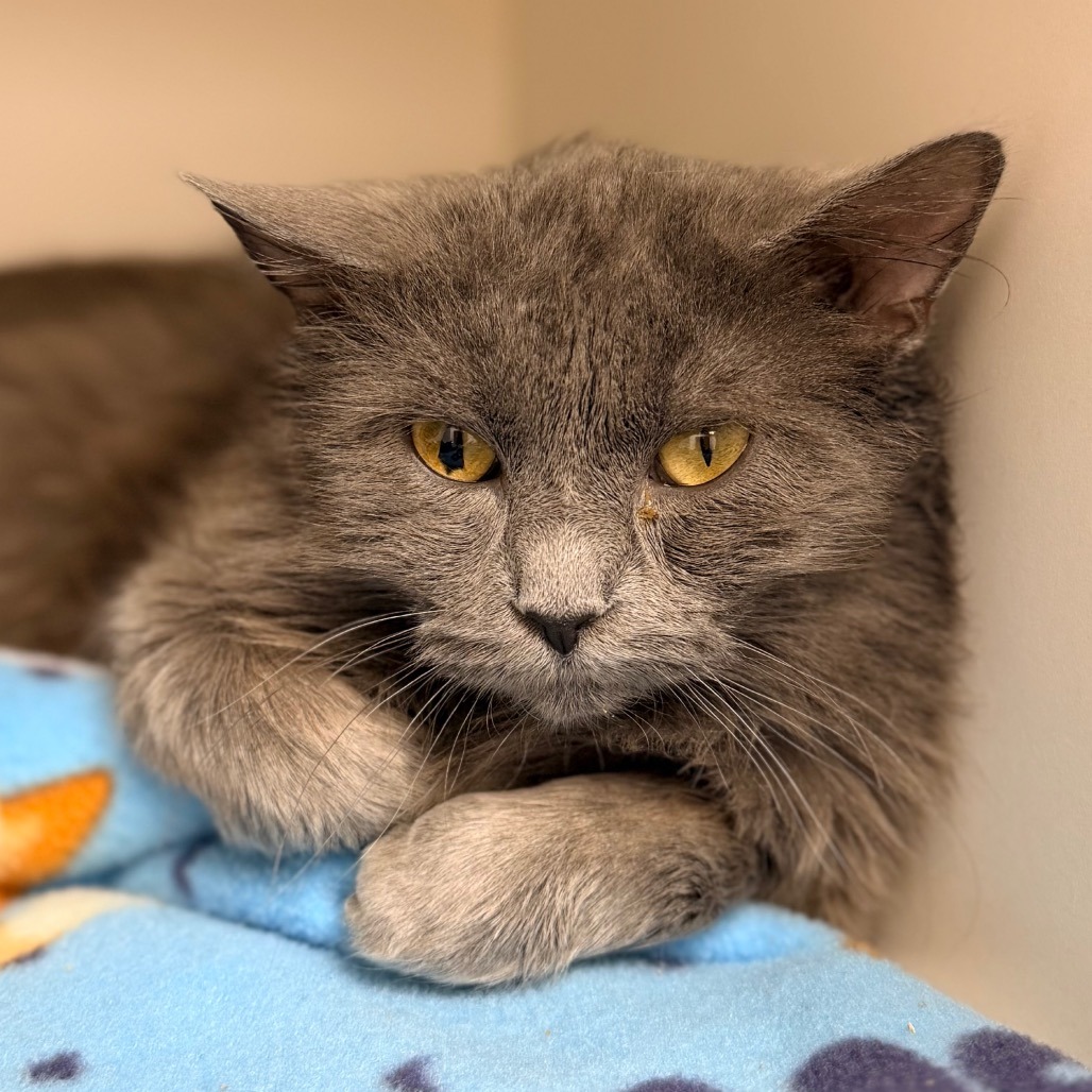 Newton — thumbnail 4