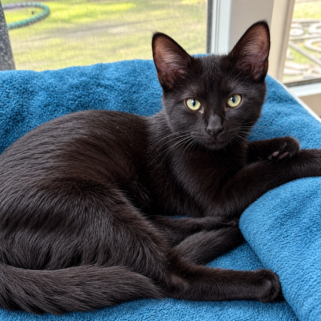 VENUS - Domestic Shorthair for adoption in Silver Spring