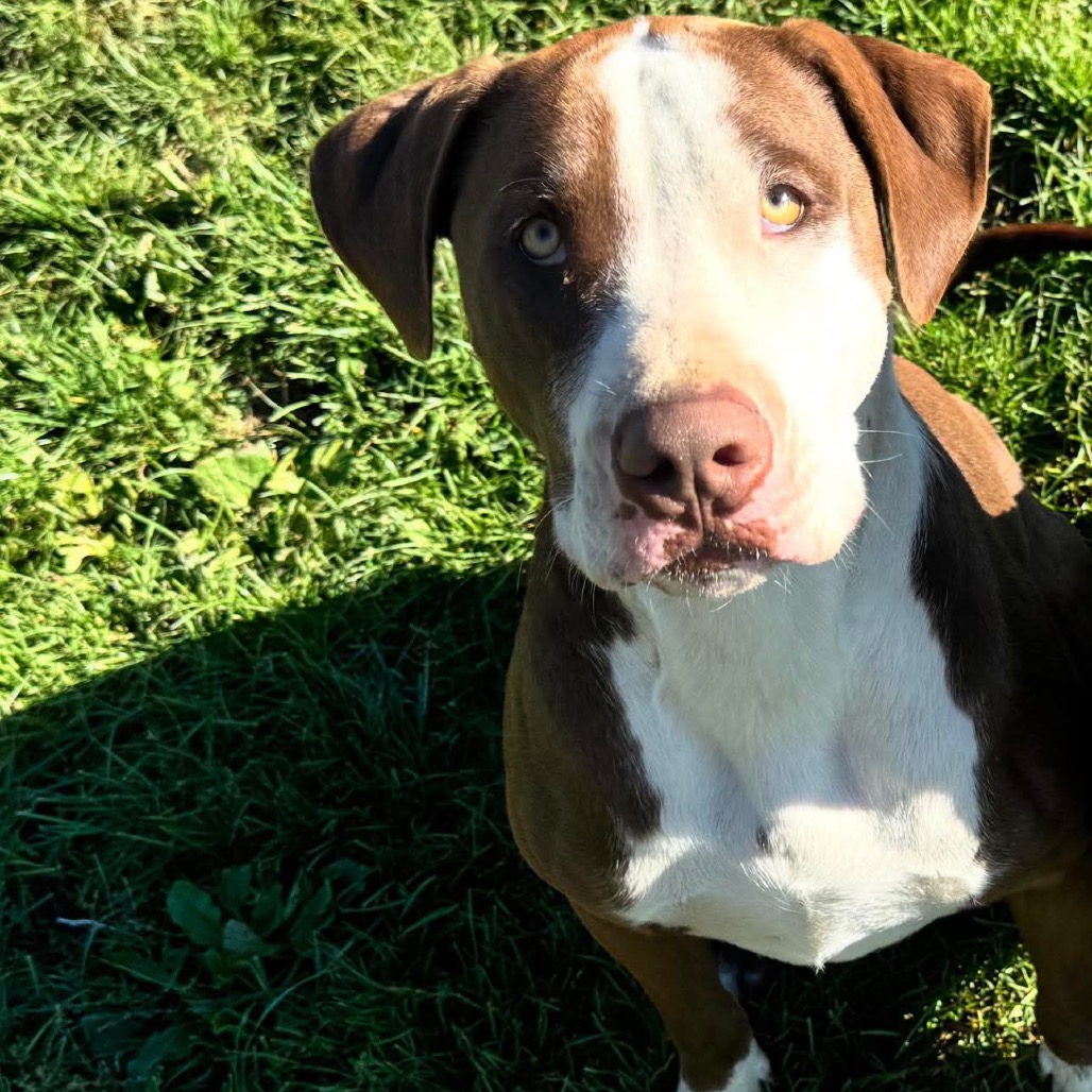 'Blue'bell- Graduated Paws-in-Prison training program!!