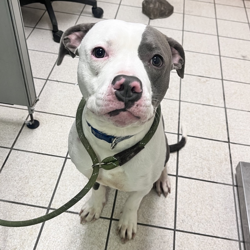 Spaghetti-O — thumbnail 2