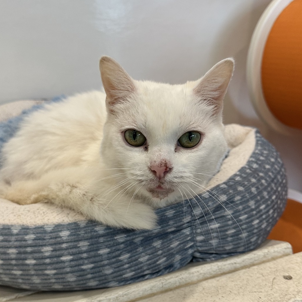 FROZEN - Domestic Shorthair available for adoption