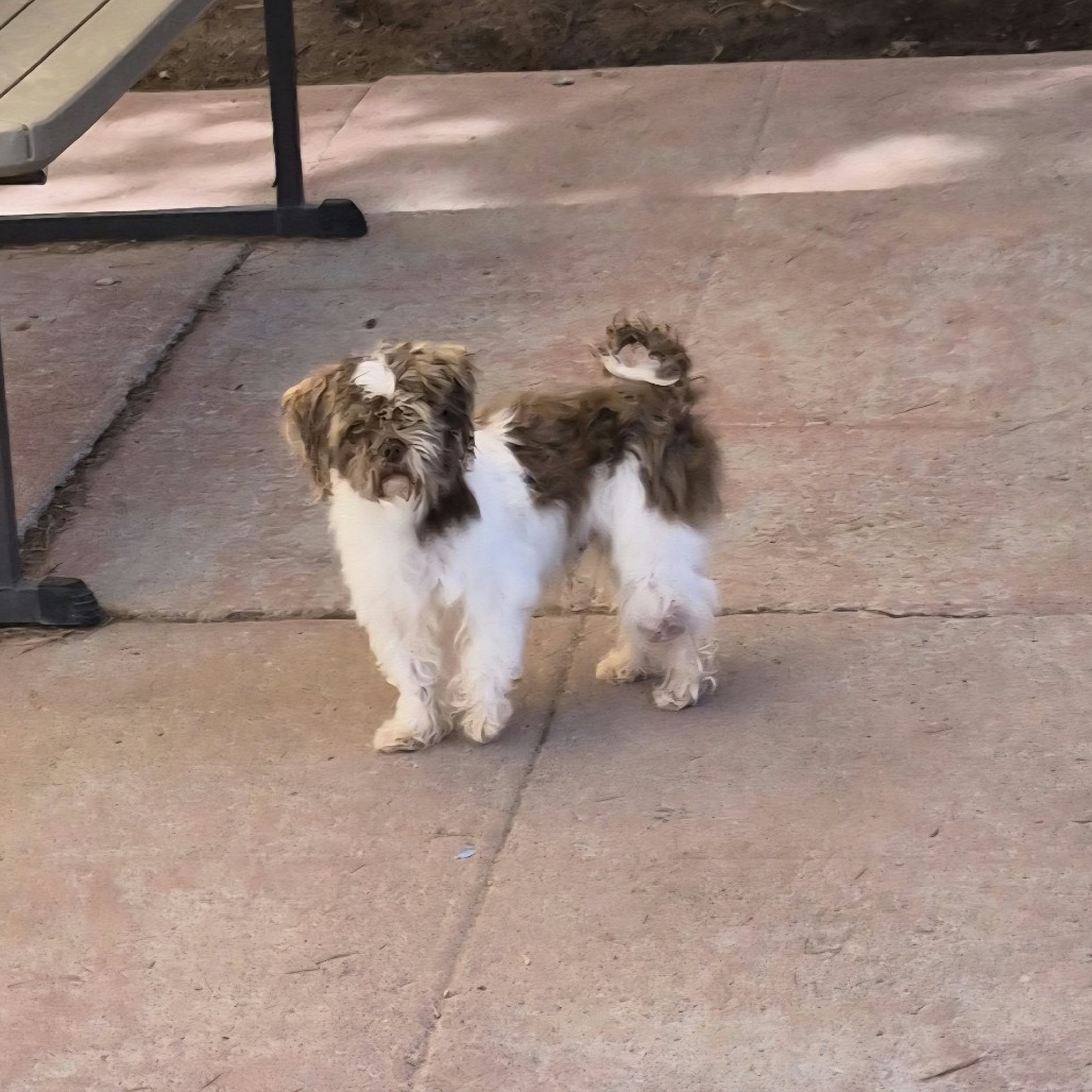 LITTLE ONE - Shih Tzu / Mixed Breed (Small) available for adoption