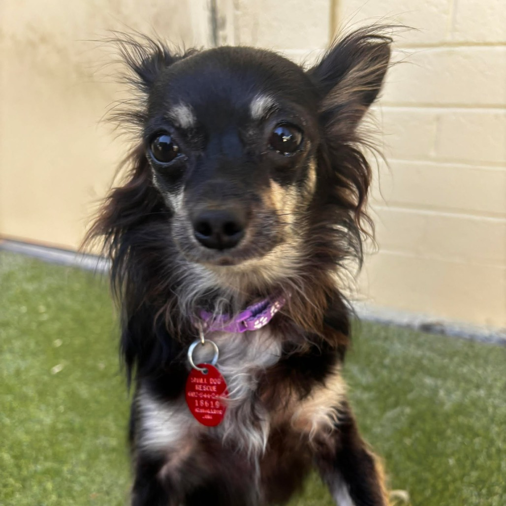 Susie Bonded with Taffy