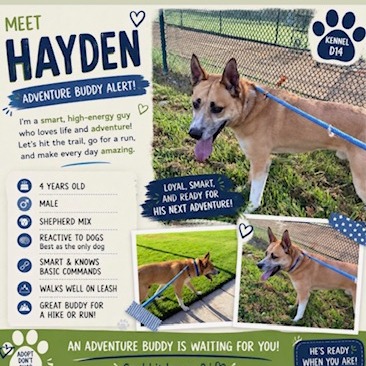 HAYDEN, photo 11