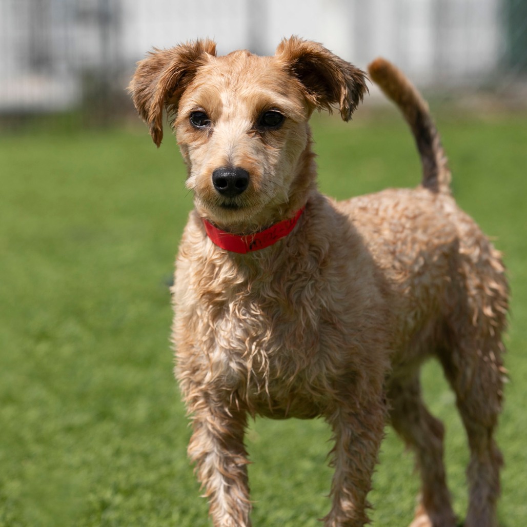 CORTADO (MR26-127) - Poodle, Miniature / Mixed Breed (Small) available for adoption
