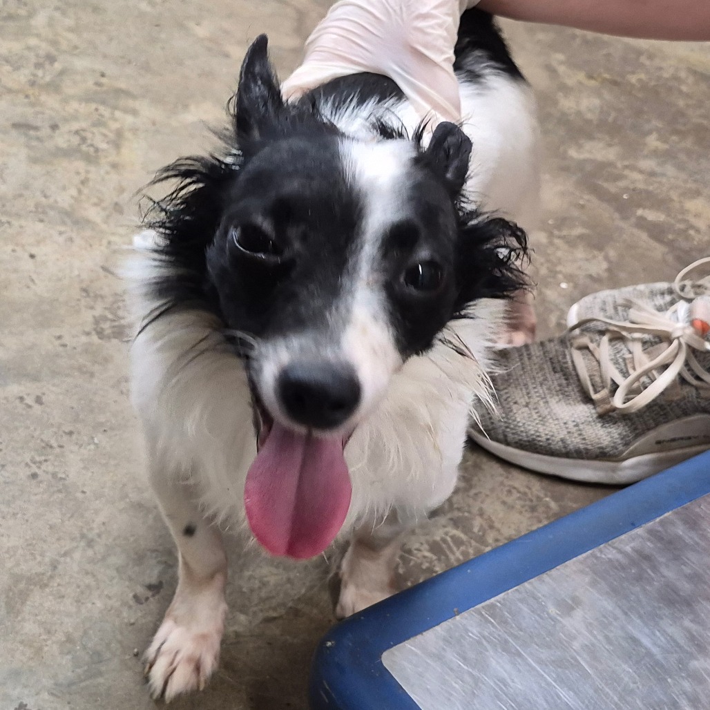 CHLOE - Terrier, Jack Russell / Papillon available for adoption