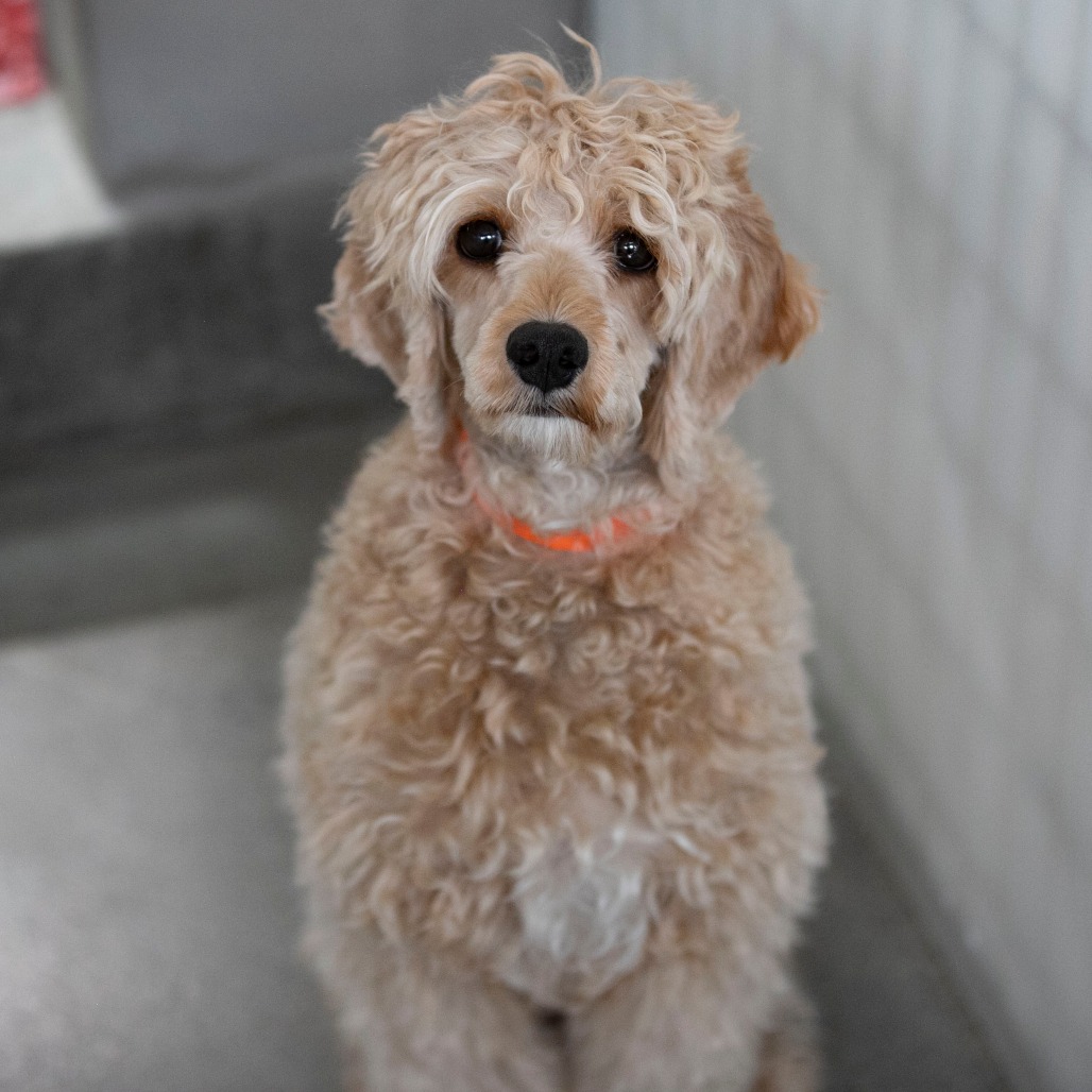 OLLIE POP (AG26-179) - Spaniel, Cavalier King Charles / Poodle, Miniature available for adoption