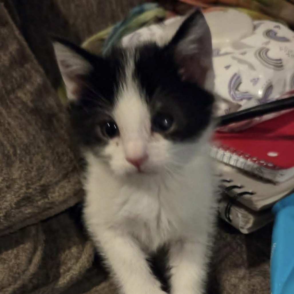 MACARON - Domestic Shorthair available for adoption