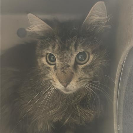 Photo of Working Cat Lilac