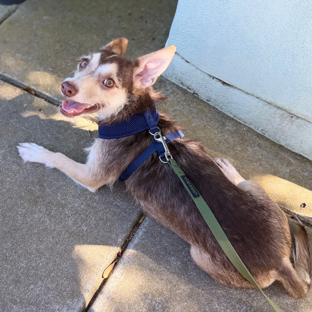 Milo, photo 4