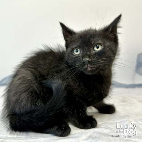 CINDERELLA - Domestic Shorthair available for adoption