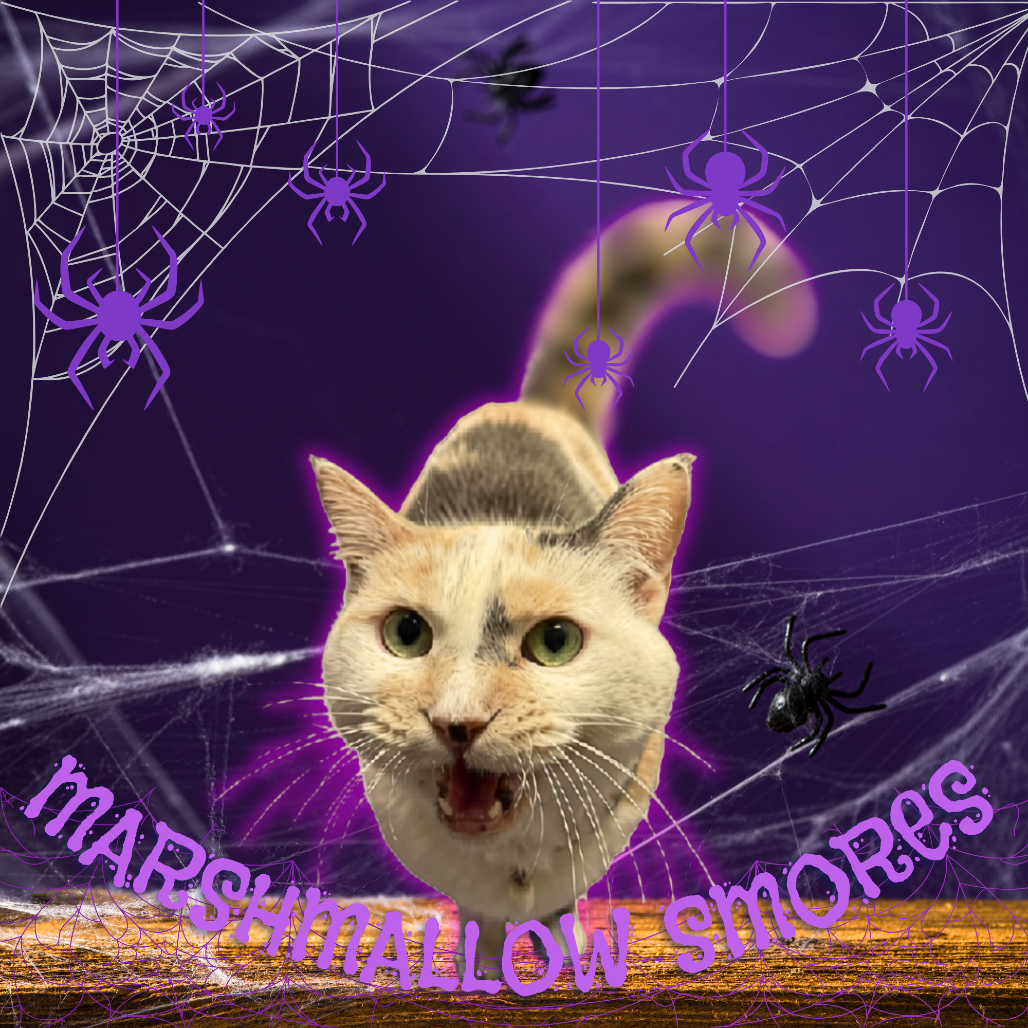 MARSHMALLOW SMORES - Domestic Shorthair available for adoption