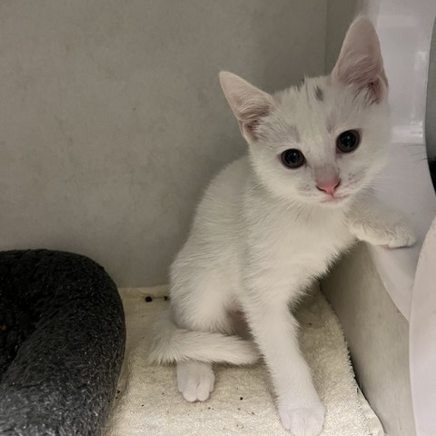 JELLY BEAN - Domestic Shorthair available for adoption