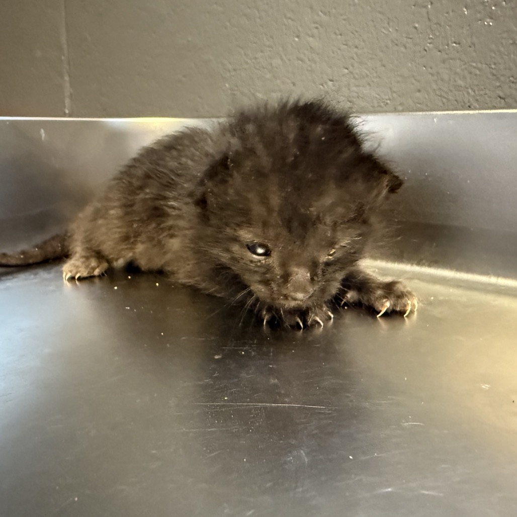 Tusc Stray 84561 2 3